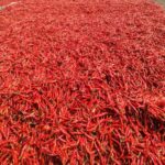 WhatsApp Image 2025-10-14 at 9.22.15 AM