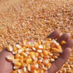 WhatsApp Image 2025-10-14 at 9.26.31 AM