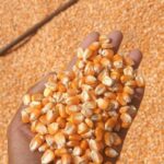 WhatsApp Image 2025-10-14 at 9.26.32 AM