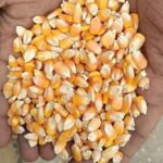 WhatsApp Image 2025-10-14 at 9.26.33 AM